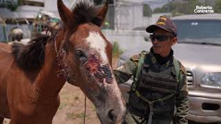 Decomiso de carretas haladas por caballos [upl. by Nallad965]