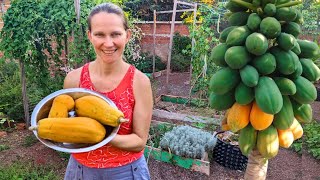 O Segredo para Cultivar Mamoeiros em Casa ➕ Benefícios do Mamão para nossa Saúde [upl. by Aimehs]