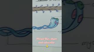 Structure of Actin and myosinbiology [upl. by Sesmar]