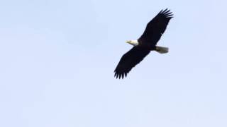 Bald Eagle Soaring [upl. by Lemahs]