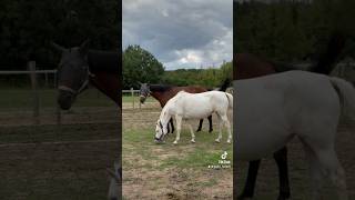 Vlog poulinage la naissance du poulain approche… 😍 horse poney cheval poulain animaux [upl. by Ettennej]