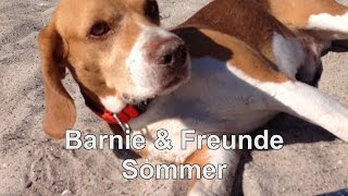 Beagle Barnie amp Freunde  Eure schönsten SommerFotos [upl. by Adeline675]