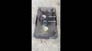 Greatest Rat Trap ever made Catch 15 Rats at once The RATINATOR [upl. by Aynom]