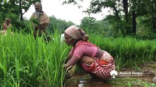 Farmers Singing and Working in Paddy Rice Field at Mahuli Farms [upl. by Aivad]