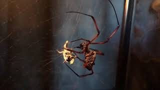 Huge Nephila madagascariensis Giant Orb weaver catching and eating prey [upl. by Gnivre]