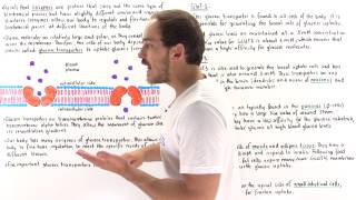 Glucose Transporters [upl. by Range]