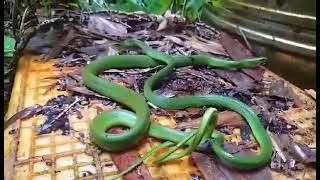 西喜馬拉雅地區近日全新的蛇類命名為（DiCaprios Himalayan snake，學名：Anguiculus dicaprioi）單身黃金貴公子Leonardo DiCaprio落落長 [upl. by Atined]