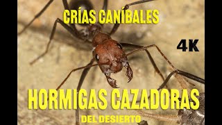 HORMIGAS CAZADORAS del desierto vemos TODO SU NIDO POR DENTRO en 4K [upl. by Cy]