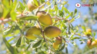 ARGAN YAĞI NEDİR NASIL ELDE EDİLİR FAYDALARI NELERDİR [upl. by Annazus]