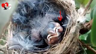 rescua bird  Botfly Larvae  Cuterebra Removal Very Satasfying [upl. by Llenrahs]