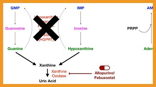 Purine Salvage Pathway [upl. by Tadashi]