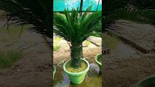 Sago Palmkangi palm Sycas Revoluta gardenhouseplantsvirakshort [upl. by Newcomb578]