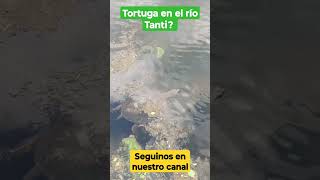 Tortuga en el río Tanti de Córdoba [upl. by Atalie]