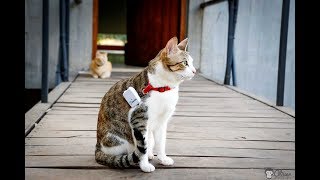 GPS PET TRACKING IN INDIA [upl. by Nylecsoj]