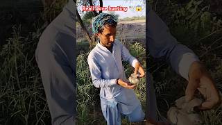 Reall dove for hunting 🕊️😱dovehunting really youtubeshorts entertainment hunters farming [upl. by Aduhey]