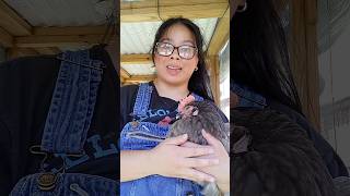 Tips on How To Keep Your Flock Cool During The Hot Summer Months🐔☀️ shorts farm sincerelyjasminh [upl. by Drud]