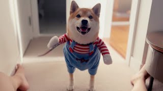 Shibas Play Doge Dressed As Chucky [upl. by Rosamund]