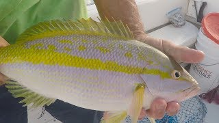 Yellowtail Fishing Tactics in the Florida Keys [upl. by Nivrem614]