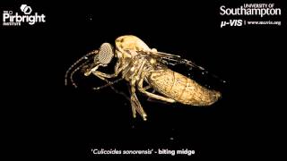 High resolution XRay CT imagining of a quotCulicoides sonorensisquot aka biting midge [upl. by Ahsinroc]