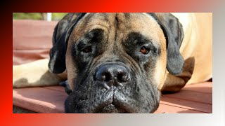 Ultimate Guide to Bullmastiffs Temperament Training and Care Tips [upl. by Akaenahs]