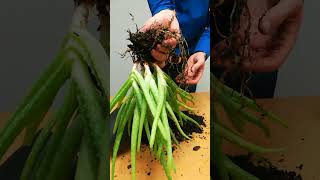 How To Propagate Aloe Plant By Division [upl. by Beau]