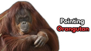 The Pointing Orangutan Has Become A Meme [upl. by Ailet11]