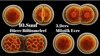 10 Sınıf Biyoloji Mitotik evre [upl. by Haldane]