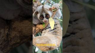 incredible facts about slow loris slowloris animals youtubeshorts trending shorts shortvideo [upl. by Nikolaos]