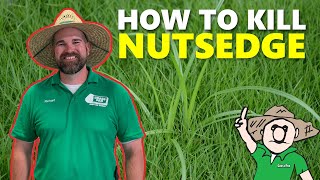 How to Get Rid of Nutsedge [upl. by Seton]