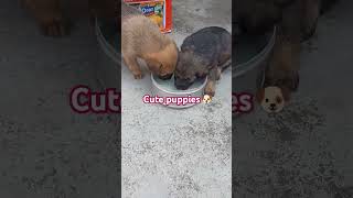 New members 🦮🦮 cutepuppies viralshort [upl. by Nylesor]