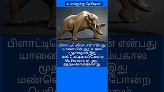 platybelodonelephant platypus facts 328 [upl. by Blane]