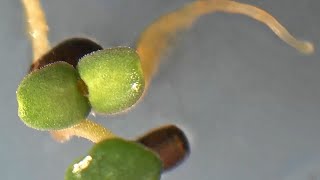 True Hyssop seed germination Timelapse [upl. by Neroled43]