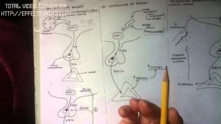 GLUCOCORTICOIDES 810 regulacion del cortisol [upl. by Anyr]