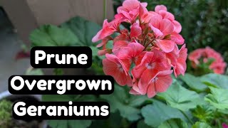 How to Prune Overgrown Geraniums amp Take Cuttings The Easy Way 🌸🌱 Pelargonium Propagation [upl. by Eittod]