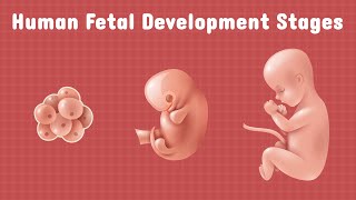 Human fetal development stages  Biology [upl. by Yatnahs]