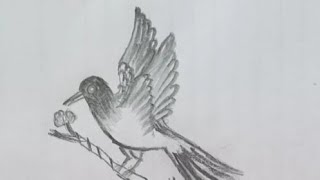 Draw a bird with pencil shading drawing pencil shading fyp shortsyoutube [upl. by Anaili]