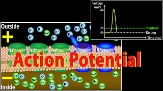 Action Potential in Neurons Animation [upl. by Elleira]