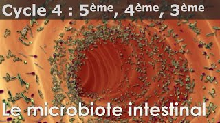 SVT  Cycle 4  COURS  Le microbiote intestinal [upl. by Michi459]