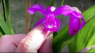 Bletilla striata—care blooms and seeds [upl. by Sanoy]