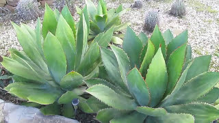 Plant Traveller AGAVE GALLERY Agave bovicornuta [upl. by Scurlock]