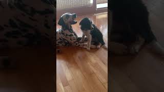 Border Collie vs Dalmatian dog standdalmatiandogbordercolliepuppy 2024shortmerry dogs trio [upl. by Eilema49]