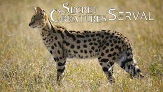 🐾 The Elusive Serval Africas LesserKnown Spotted Cat 🐆  Wildlife Conservation [upl. by Bradleigh671]