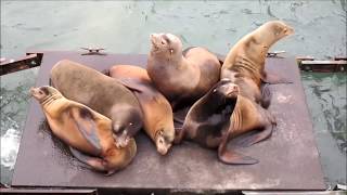 Barking Sea Lions [upl. by Sucramraj]