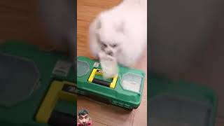 How does if to hit a nalfunny smartnico funnyanimal comedy funnypet nicothePomeranian [upl. by Hasen]