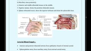 anatomy of the paranasal sinuses [upl. by Kesley199]