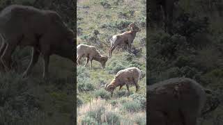 Big Horn Sheep on Colorado River Headwaters Scenic Byway Near Kremmling Colorado [upl. by Ddarb]