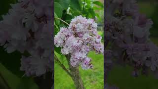 Knowing Whats Growing Lilacs flowers garden shorts lilac [upl. by Ivel]