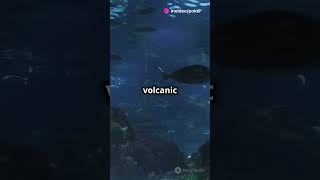 Did You Know Underwater Volcanoes Create Ecosystems [upl. by Malcah673]