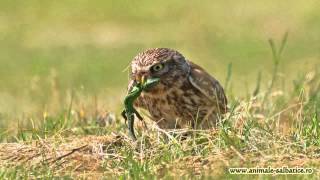 Cucuveaua  Little Owl Athene noctua [upl. by Mcnelly713]