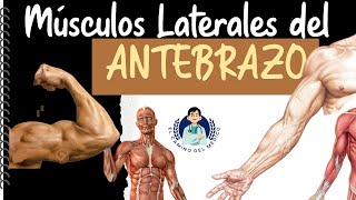 Músculos laterales del Antebrazo ‐ Fácil y didáctico [upl. by Yruama]